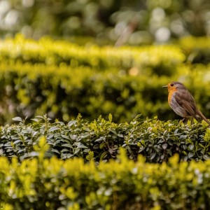 4 Campo Grande abril 2022 1-05042022-6732